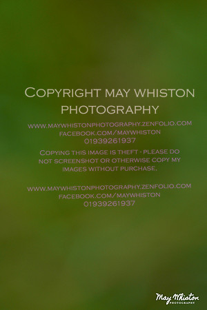 MAY_9985