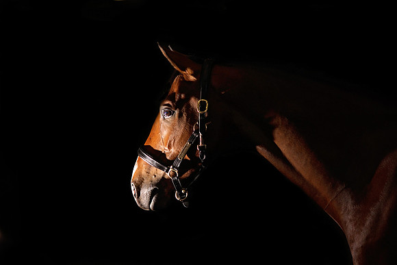 dramatic studio portrait of horse shropshire