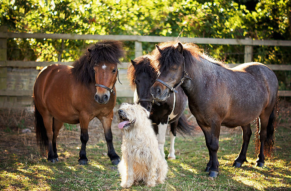 shetland ponies and dog group photography portrait