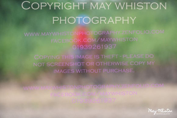 MAY_4624